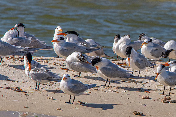 Caspian gulls