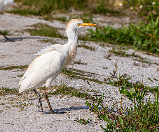 Cattle egret