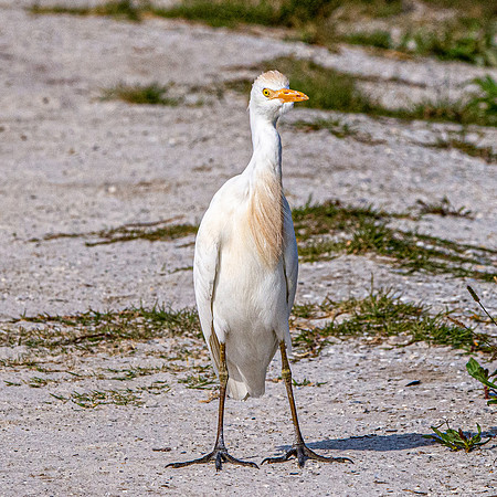 Cattle egret