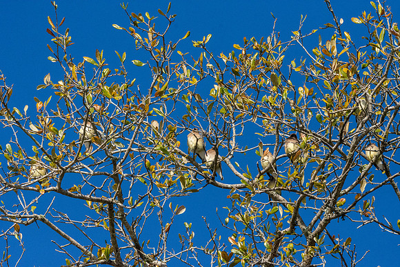 Cedar waxwing