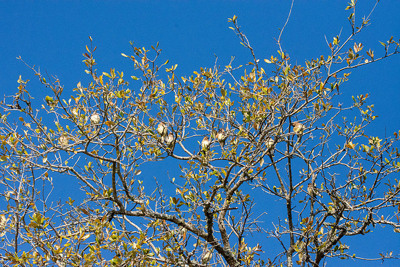 Cedar waxwing