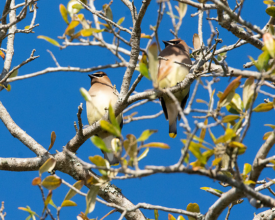 Cedar waxwing