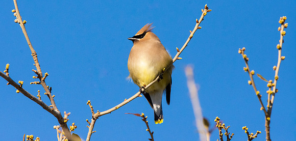 Cedar waxwing