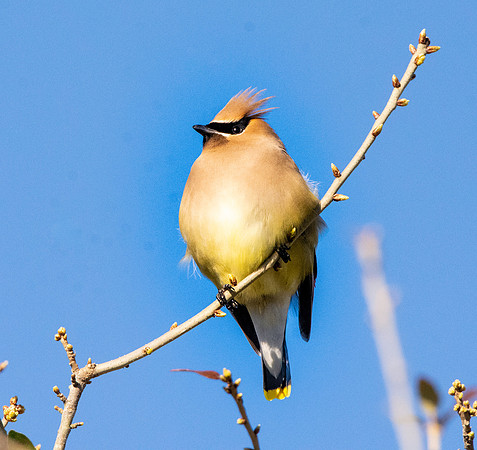 Cedar waxwing