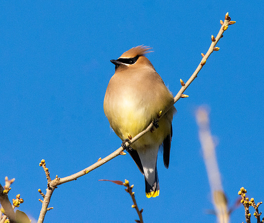Cedar waxwing