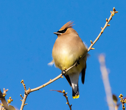 Cedar waxwing