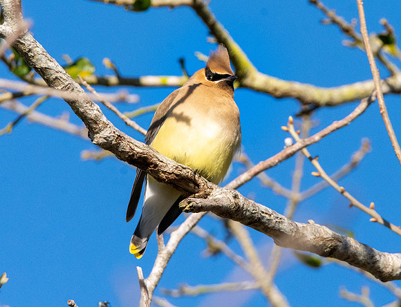 Cedar waxwing