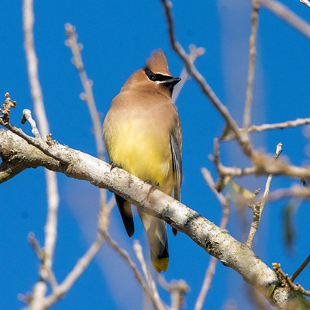 Cedar waxwing