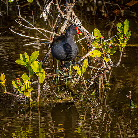 Common gallinule