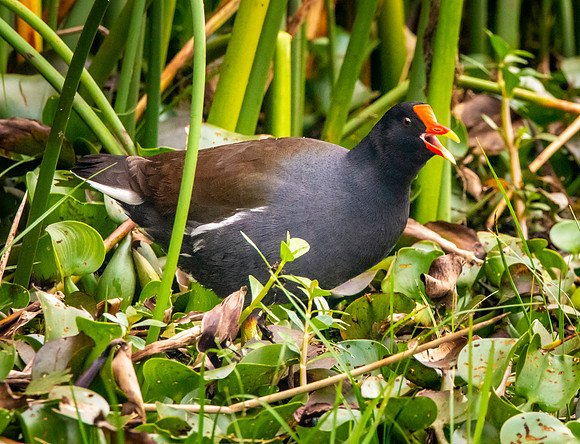 Common gallinule