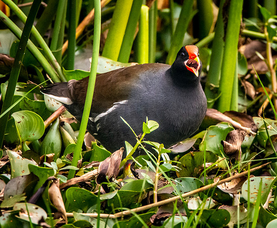 Common gallinule