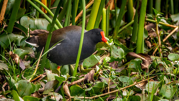 Common gallinule