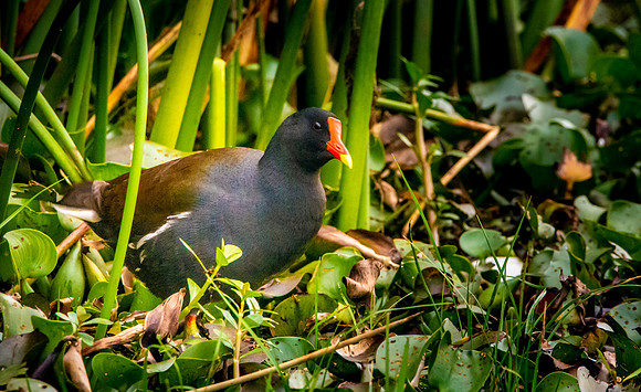 Common gallinule
