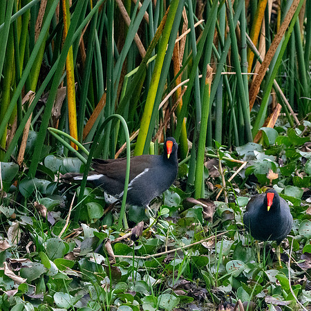 Common gallinule