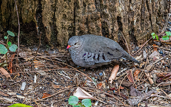 Common ground dove
