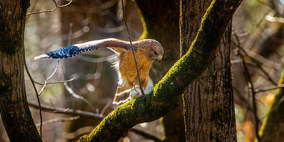 Cooper's hawk
