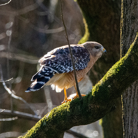 Cooper's hawk