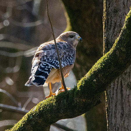 Cooper's hawk