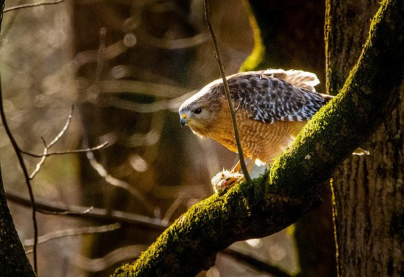 Cooper's hawk
