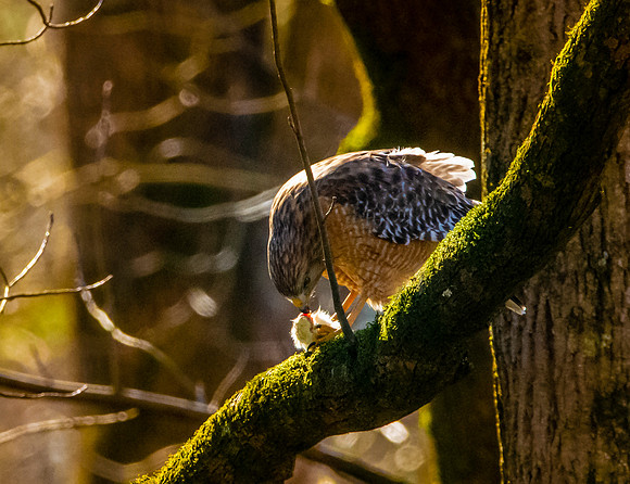 Cooper's hawk
