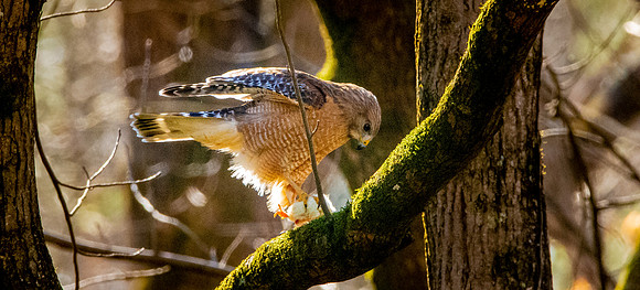 Cooper's hawk