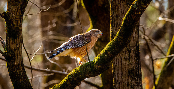 Cooper's hawk