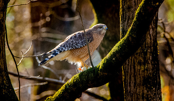Cooper's hawk