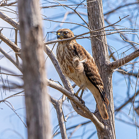 Cooper's hawk, juvenile