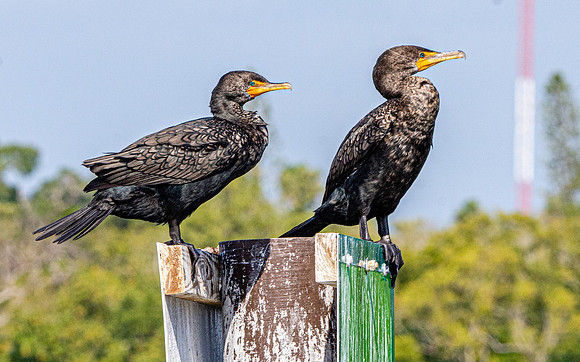 Double crested cormorant