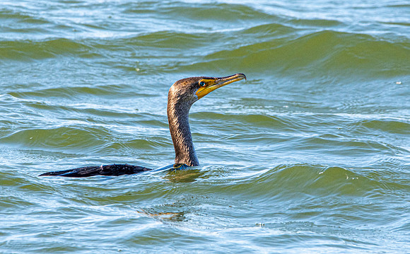 Double crested cormorant