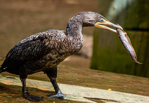 Double crested cormorant