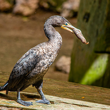 Double crested cormorant