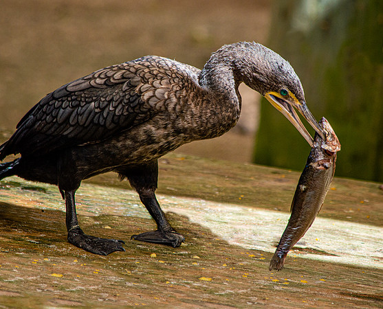 Double crested cormorant
