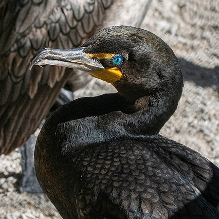Double crested cormorant
