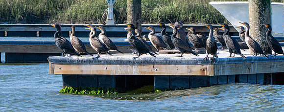 Double crested cormorant