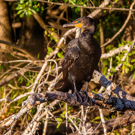 Double crested cormorant juvenile