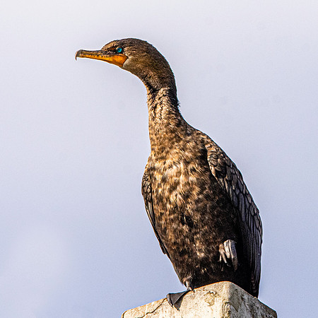 Double crested cormorant