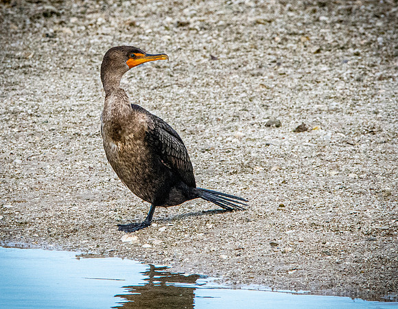 Double crested cormorant