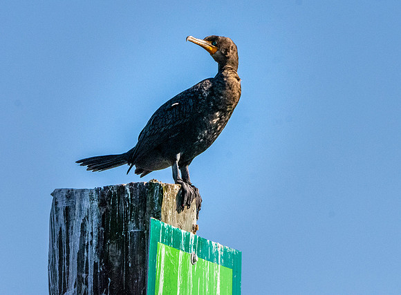 Double crested cormorant