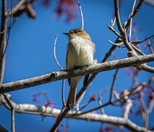 Eastern phoebe