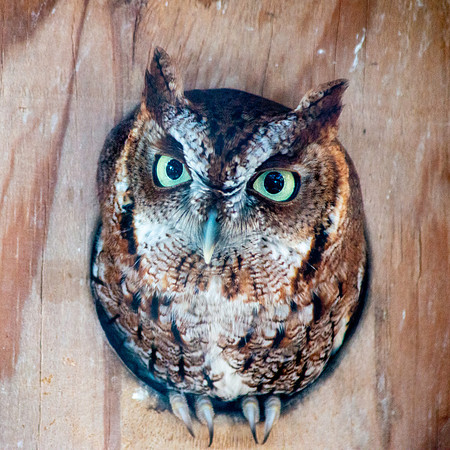 Eastern screech owl