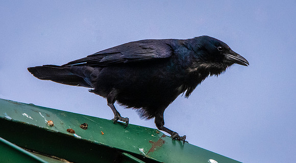 Fish crow
