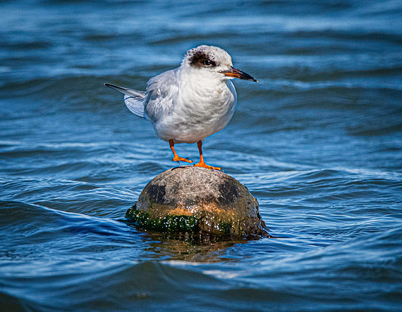Forster's tern