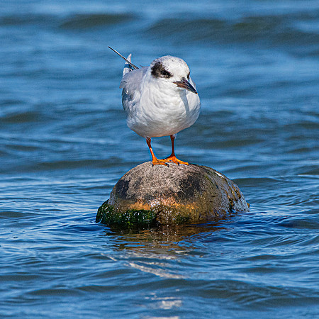 Forster's tern