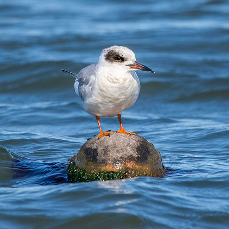 Forster's tern