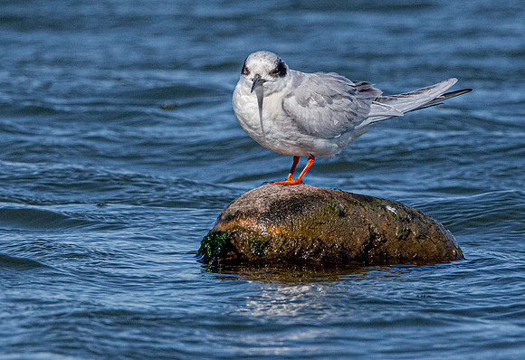 Forster's tern