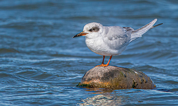 Forster's tern