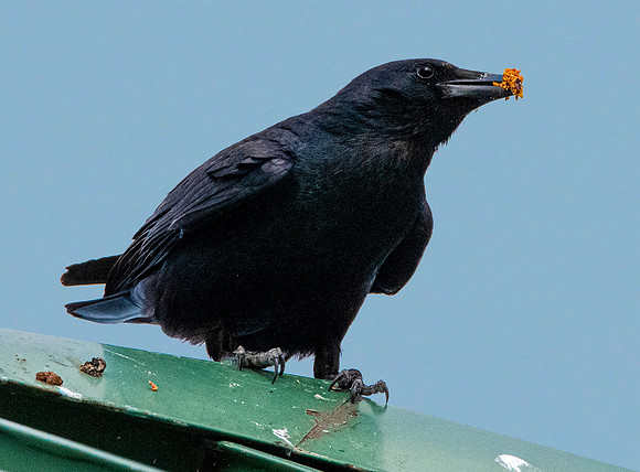 Fish crow
