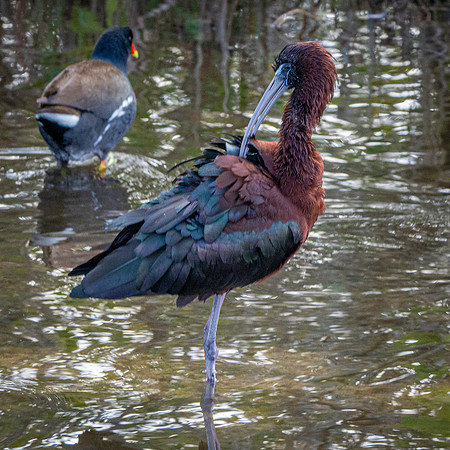 Glossy ibis