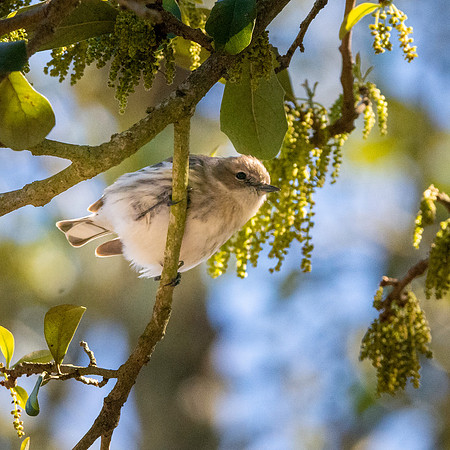 Golden crowned sparrow